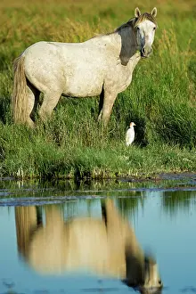 Bred: White Camargue Horse - France