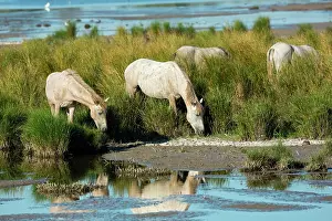 Bred: White Camargue Horse - France