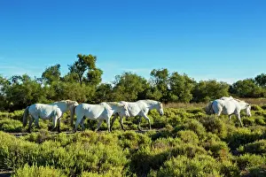 Bred: White Camargue Horse - France