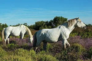 Bred: White Camargue Horse - France