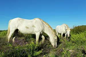 Bred: White Camargue Horse - France