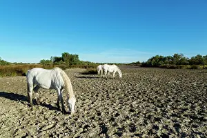 Bred: White Camargue Horse - France