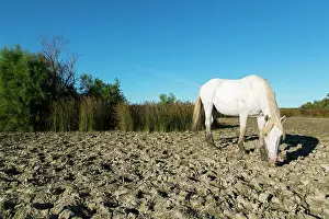 Bred: White Camargue Horse - France