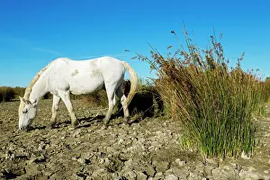 Bred: White Camargue Horse - France