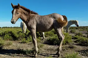 Bred: White Camargue Horse - France
