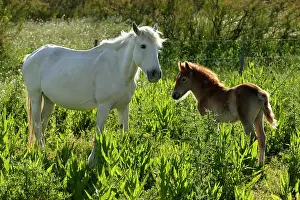 Bred: White Camargue Horse - France