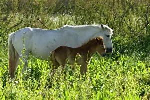Bred: White Camargue Horse - France