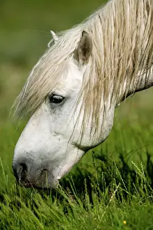 Bred: White Camargue Horse - France