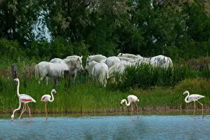 Bred: White Camargue Horse - France