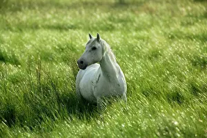 Bred: White Camargue Horse - France