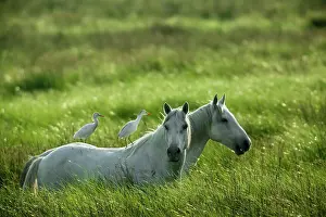 Bred: White Camargue Horse - France