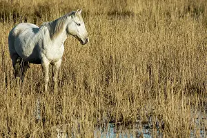 Bred: White Camargue Horse - France