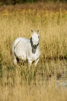 Bred: White Camargue Horse - France