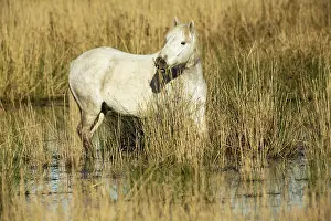 Bred: White Camargue Horse - France