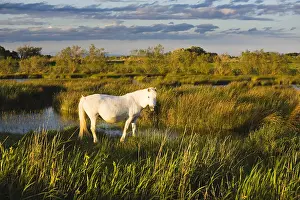 Intergalactic: White Camargue horse in marsh at sunset Camargue