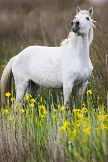 Bogs: White Camargue horse in meadow with yellow iris Camargue