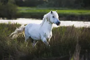 Camarguais: White Camargue horse stallion running Camargue France