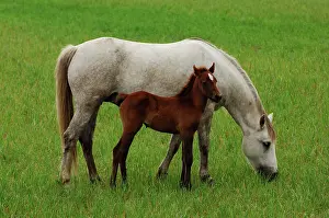 Ferus: White Camargue horses and brown foal, La Camargue