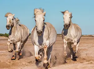 Saddle: White Camargue Horses are galloping on the sand