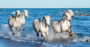 Saddle: White Camargue Horses galloping along the sea be