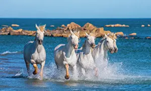 Saddle: White Camargue Horses galloping along the sea be