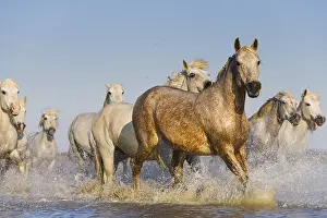 Spatter: White Camargue horses running in swamp Camargue France