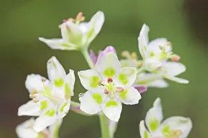 Temp: White Camas
