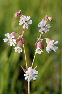 Campions: White Campion