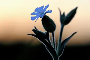 Campion: White Campion