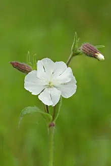 Campion: White Campion - close up of flower head and buds