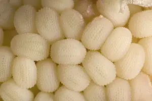 Campion: White Campion - close-up of immatures seeds