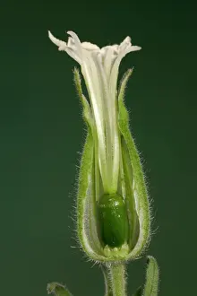 Campion: White Campion - cross-section of a female flower