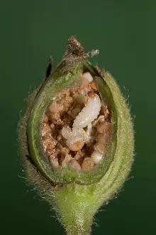 Campion: White Campion - cross-section of a fruit with its