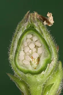 Campion: White Campion - cross-section of a fruit with its seeds