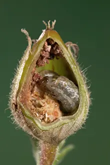 Campion: White Campion - Cut of a fruit parasitized by a