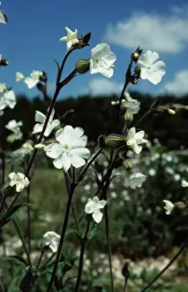 Campion: White Campion Flower