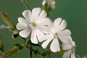 Campion: White Campion - Male flowers