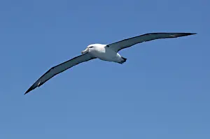 Albatrosses: White-capped Albatross - in flight