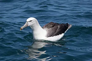 Albatrosses: White-capped Albatross - on sea