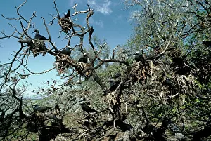 Anous: White-capped Noddy / Black Noddy - flock nesting in tree