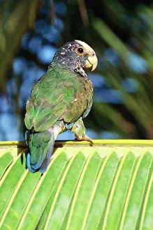 Pionus: White-capped Parrot