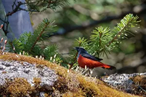 Panda: White capped Redstart