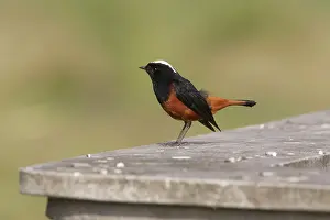 Redstarts: White-capped Redstart - on a wall near the Kosi River