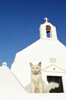 Santorini: White Cat - chapel in background