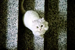 Gazing: White cat, gazing, on stairs, Taiwan, Asia