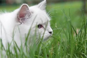 Gramineae: White cat in the grass