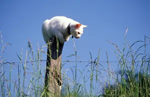 Pouncing: White CAT - perched on post watching for mice