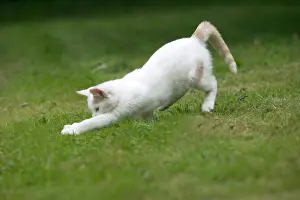 Pouncing: White Cat - pouncing