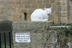 Churchyard: White Cat - sitting on churchyard wall
