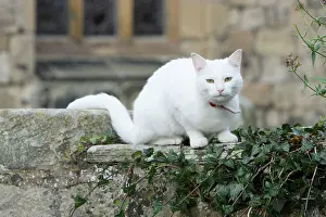 Churchyard: White Cat - sitting on churchyard wall